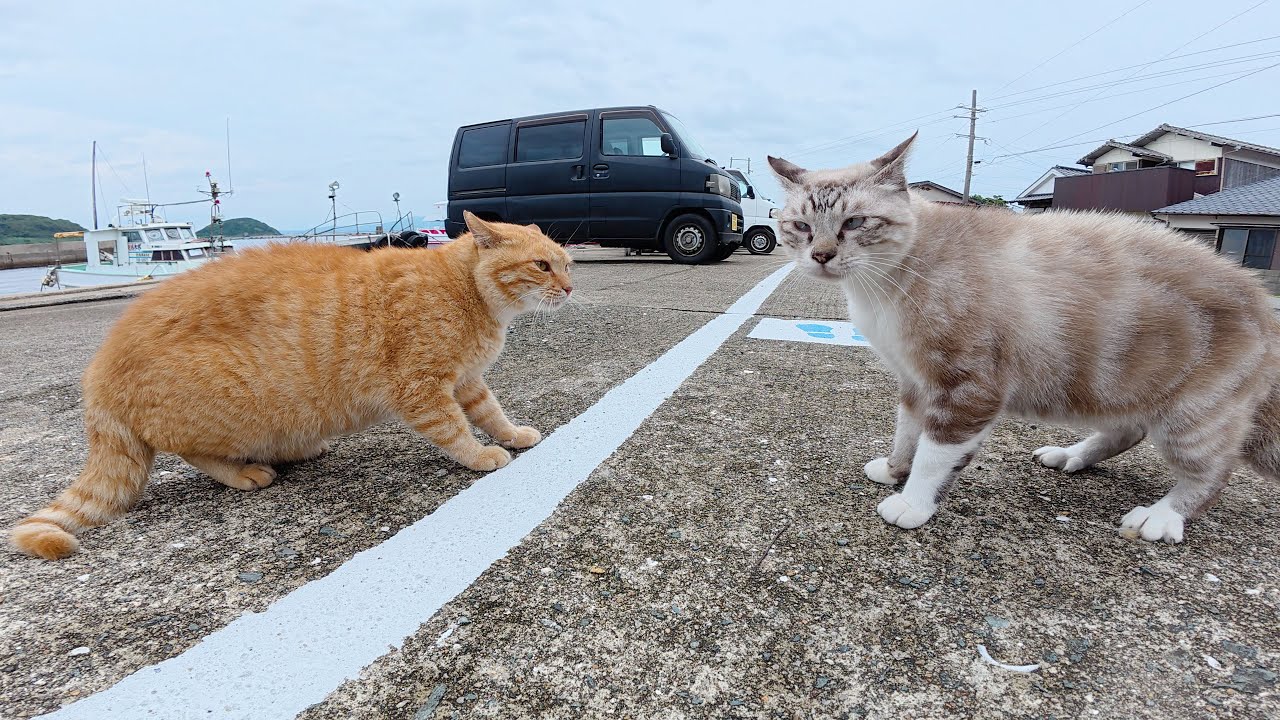 茶トラ猫とうずまきシャム猫のケンカを仲裁した
