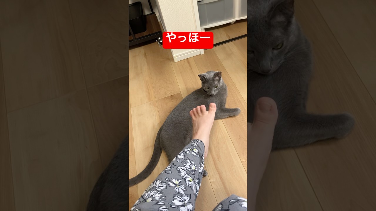 素足許されました‼️猫#猫 #ロシアンブルー