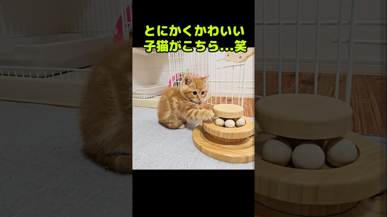 とにかくかわいい子猫がこちら...笑#shorts