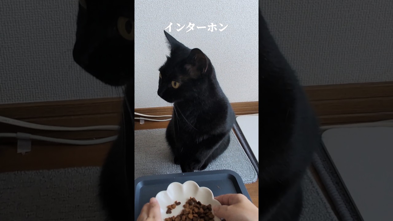 タイミングが逆に良すぎちゃって人間も猫も同じ反応した