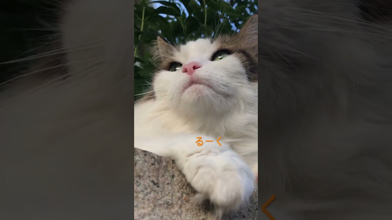 みんにゃん🐈元気です！#ノルウェージャンフォレストキャット #cat #かわいい#ねこ #猫 #猫のいる暮らし #ノル猫5にゃんねる