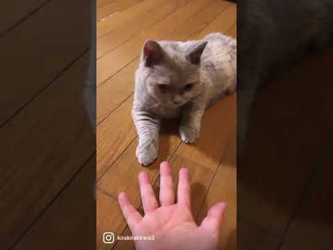 セルカークレックス　もーちゃん#Shorts