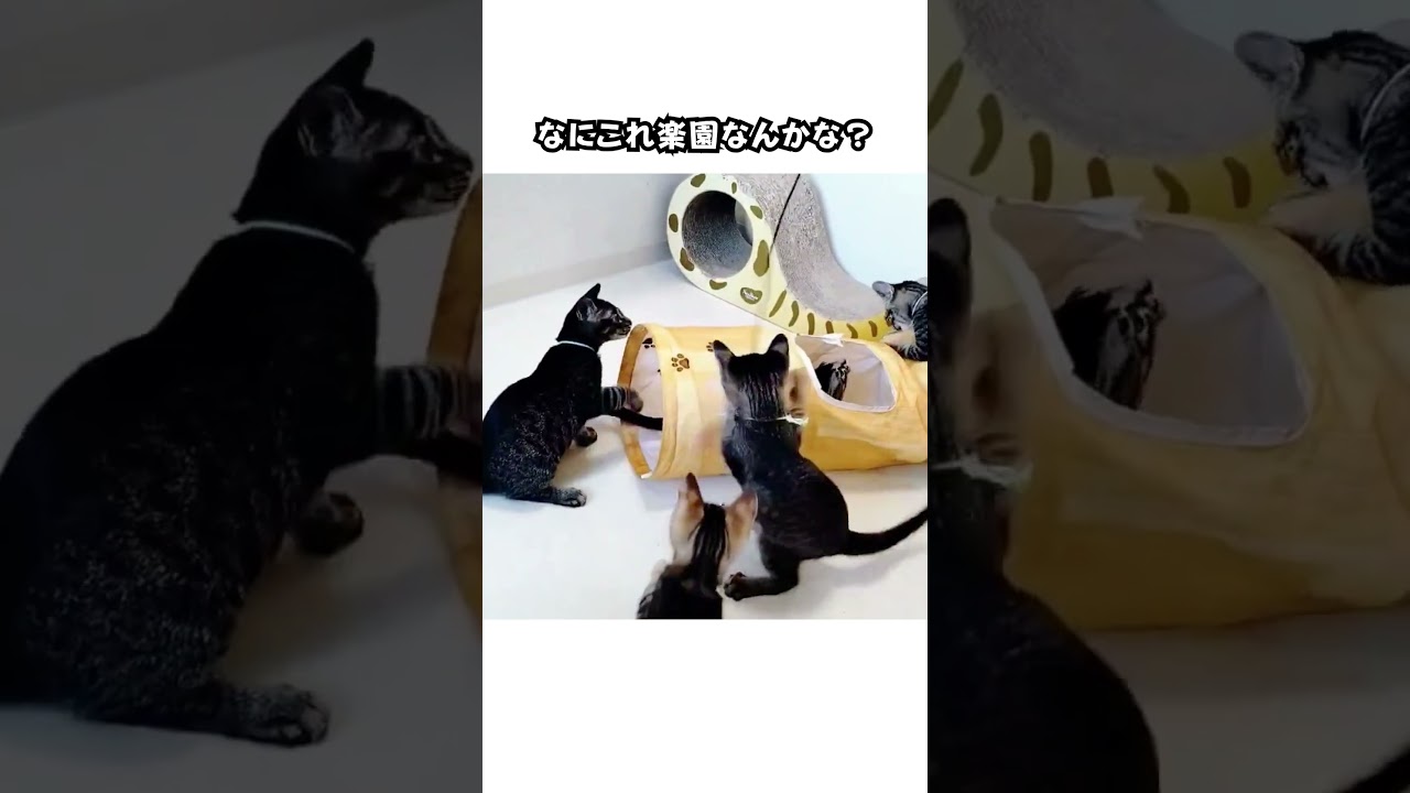 子猫が湧き出る筒 #cwc #保護猫 #里親募集中