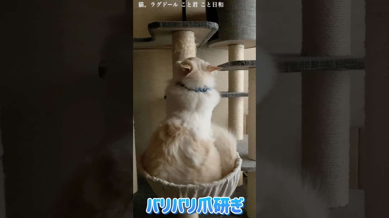猫。バリバリ爪研ぎ#shorts