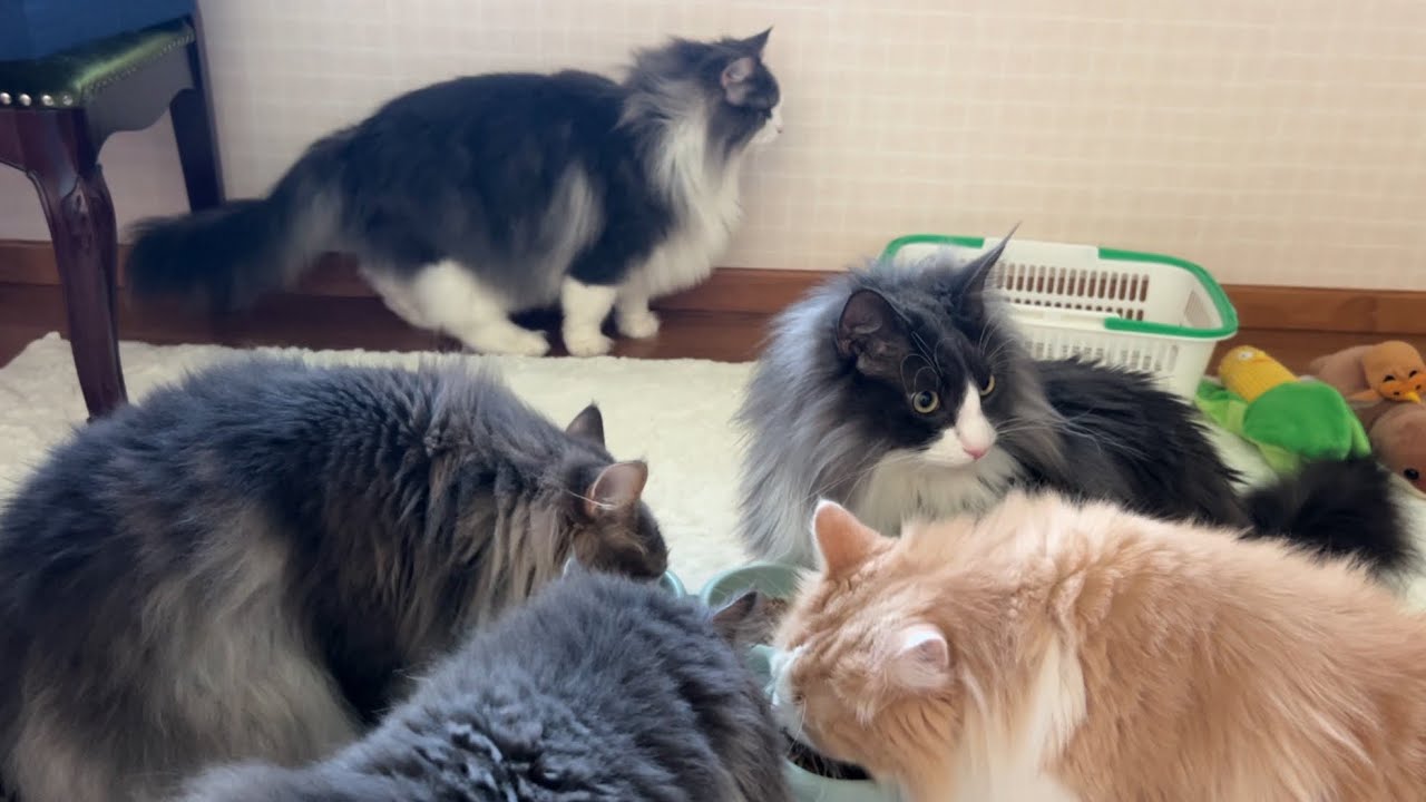 【まったり】みんなでご飯を食べて、今日ものびのび暮らすもふ猫たち🩷ノルウェージャンフォレストキャットとターキッシュアンゴラ