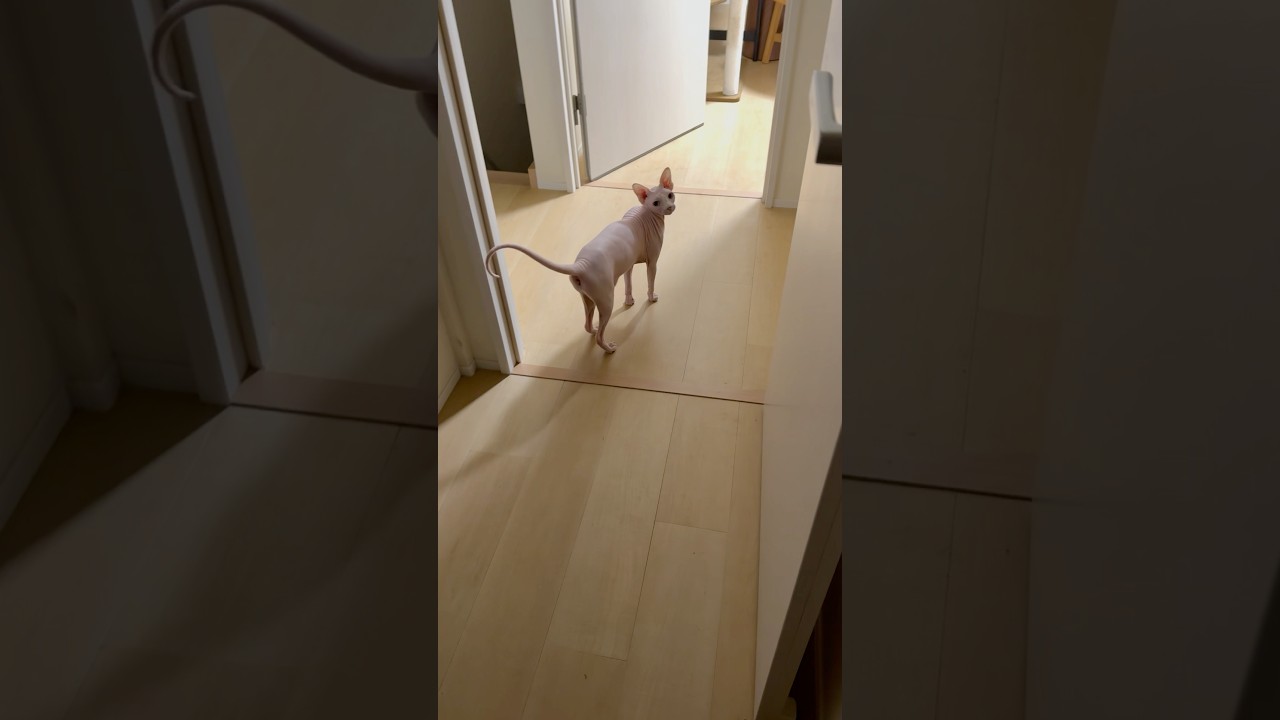 猫の鳴き声っぽくないw毛のない猫【スフィンクス】