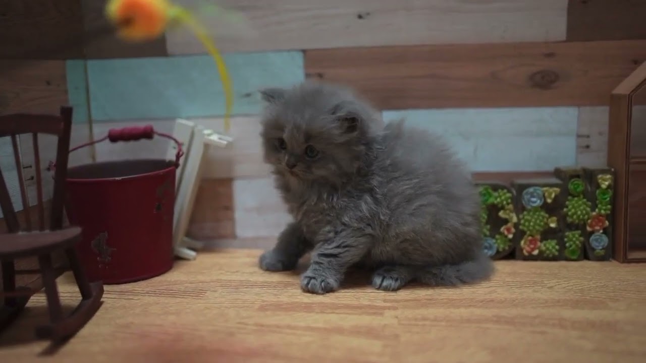 セルカークレックス 綺麗なロゼットです☆
