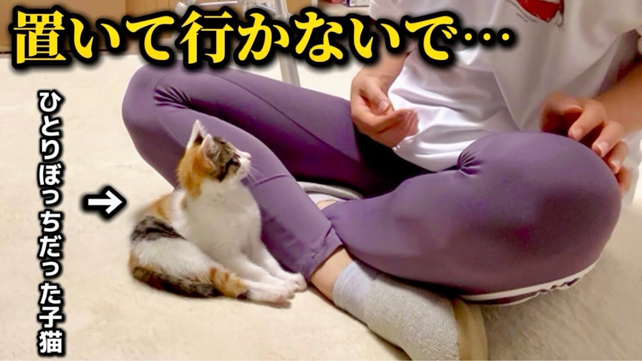 保護した子猫は何度離してもへばりついてくる甘えん坊モンスターでした