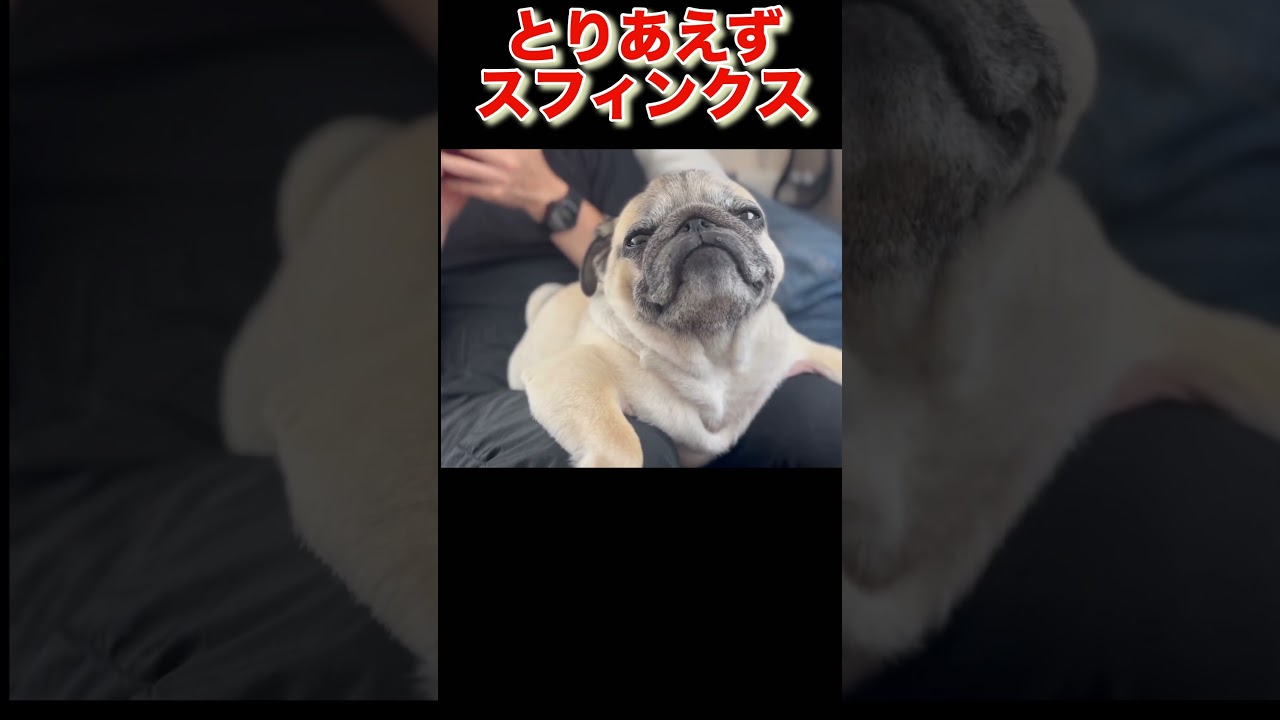 スフィンクスはきっとこんな感じ#ももたろう#パグ #ドリフのオチ#dog