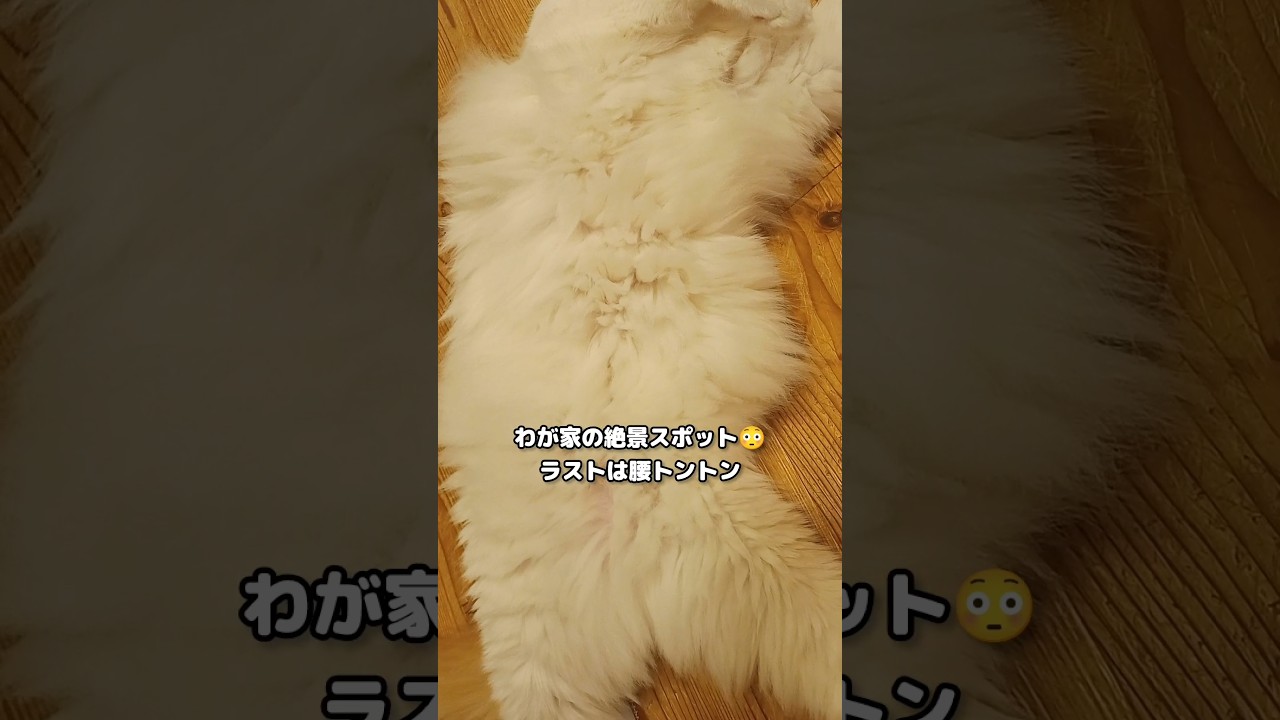 毎日見ても飽きないなぁ #メインクーン #猫 #猫のいる暮らし#cat #mainecoon #catlover​  #catshorts​ #cute​ #cutecat​ #fyp​