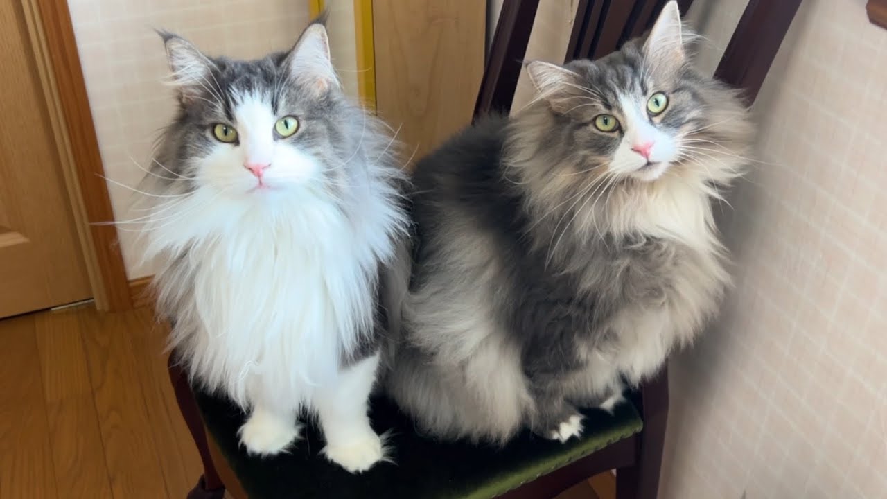 【プレゼント🎁】もふ猫たちに空中ベッドをプレゼントしてみたwwwノルウェージャンフォレストキャットとターキッシュアンゴラ