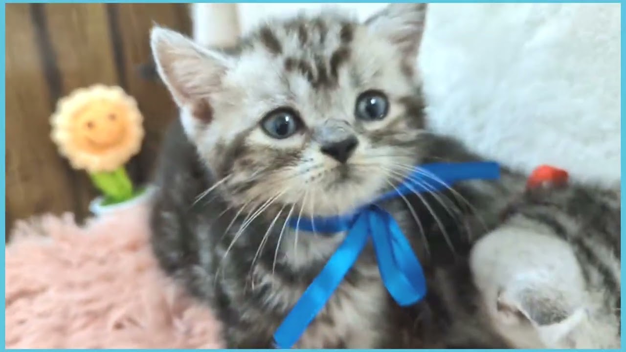 Coo&RIKU　No.00727278 アメリカンショートヘアー