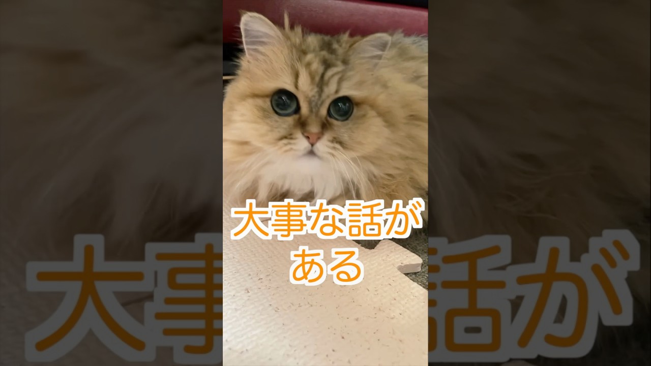 大事な話がある❗️#ペルシャ猫 #猫のいる暮らし #猫のいる生活 #persiancat #猫