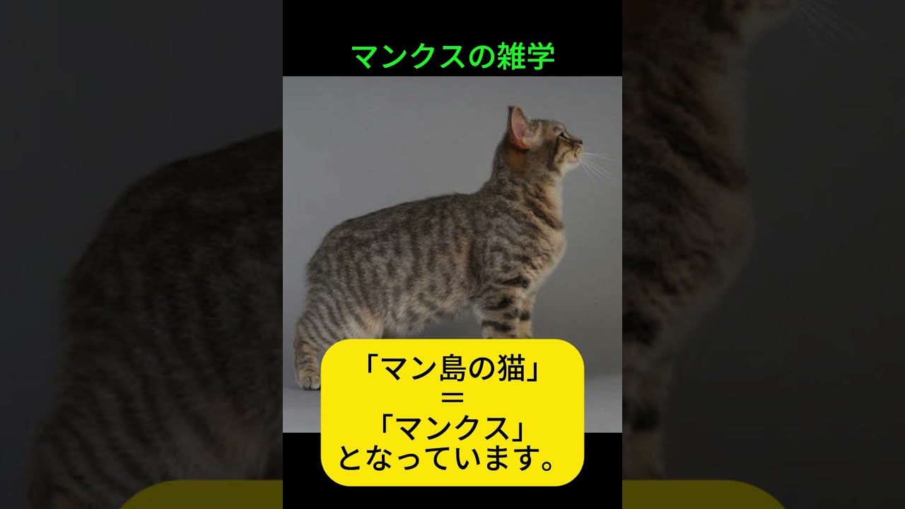 マンクスの雑学 #マンクス #猫 #プチ知識 #雑学