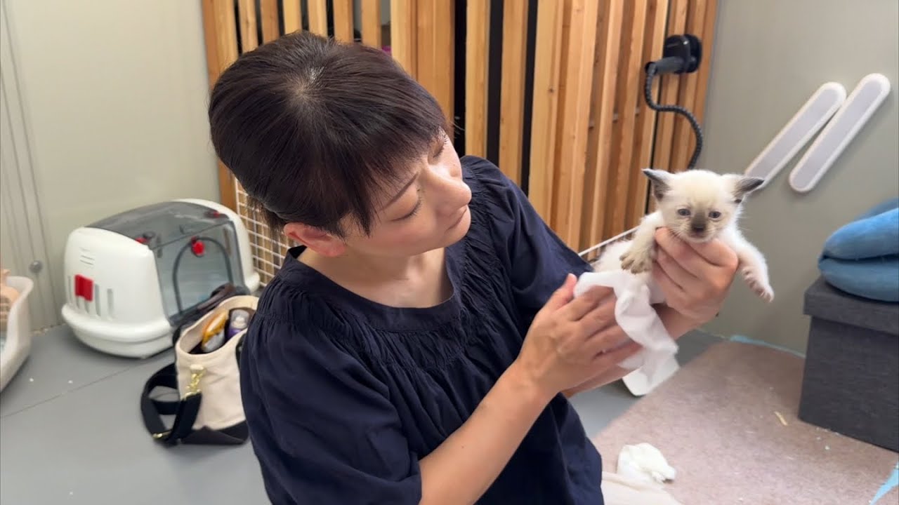 猛暑日に捨てられた子猫の体を拭く蠍座の女