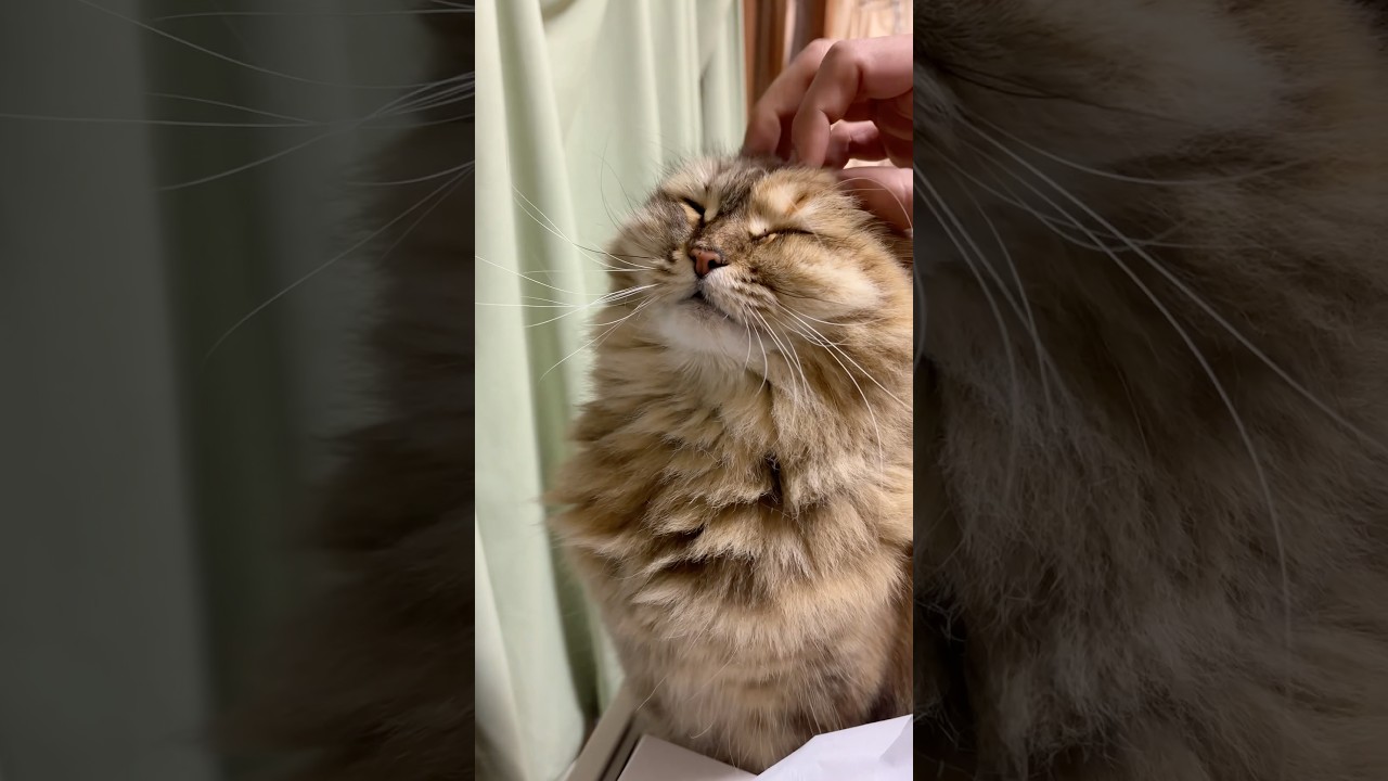 怒ると怖い猫【サイベリアン・マグロ】 #shorts #サイベリアン #猫 #ネタ動画