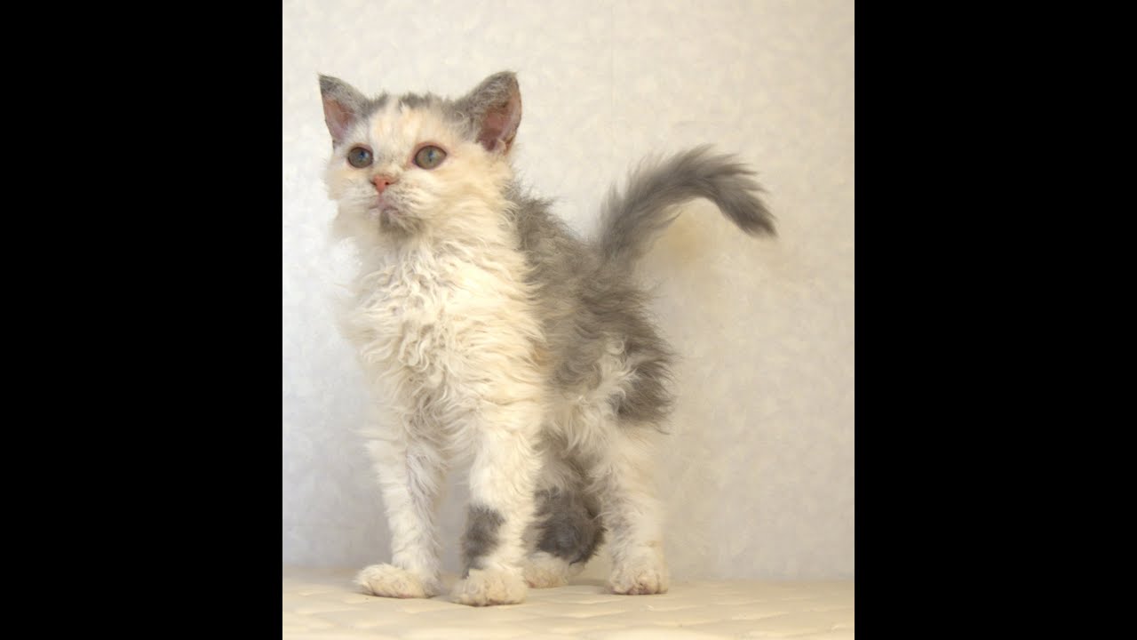 セルカークレックス子猫　Selkirk Rex　2025.4.12産まれ　ダイリュートキャリコ　巻き毛　女の子　シーダキャット猫のお店