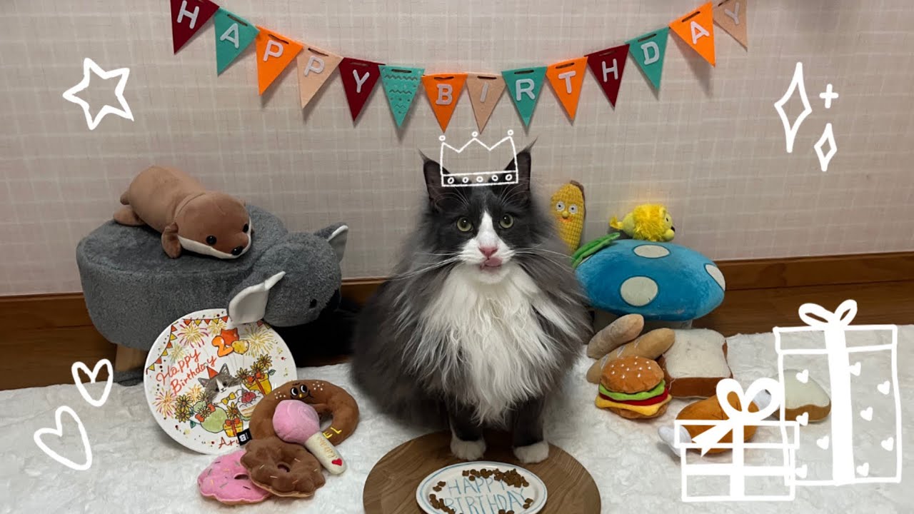 【お誕生日🎂】ボク、２さいになりました✨末っ子ターキッシュアンゴラのお誕生日会♡