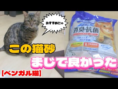 【ベンガル猫】うちのベンガル猫が使ってるこの猫砂まじでおすすめ