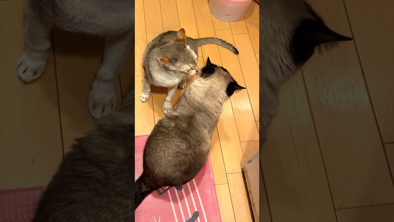 ご飯待ちの時間がもったいないのでたぬき猫をペロペロしまくるシンガプーラなのにゃ♪ #cat #シンガプーラ #トンキニーズ#たぬき猫#singapura#tonkinese