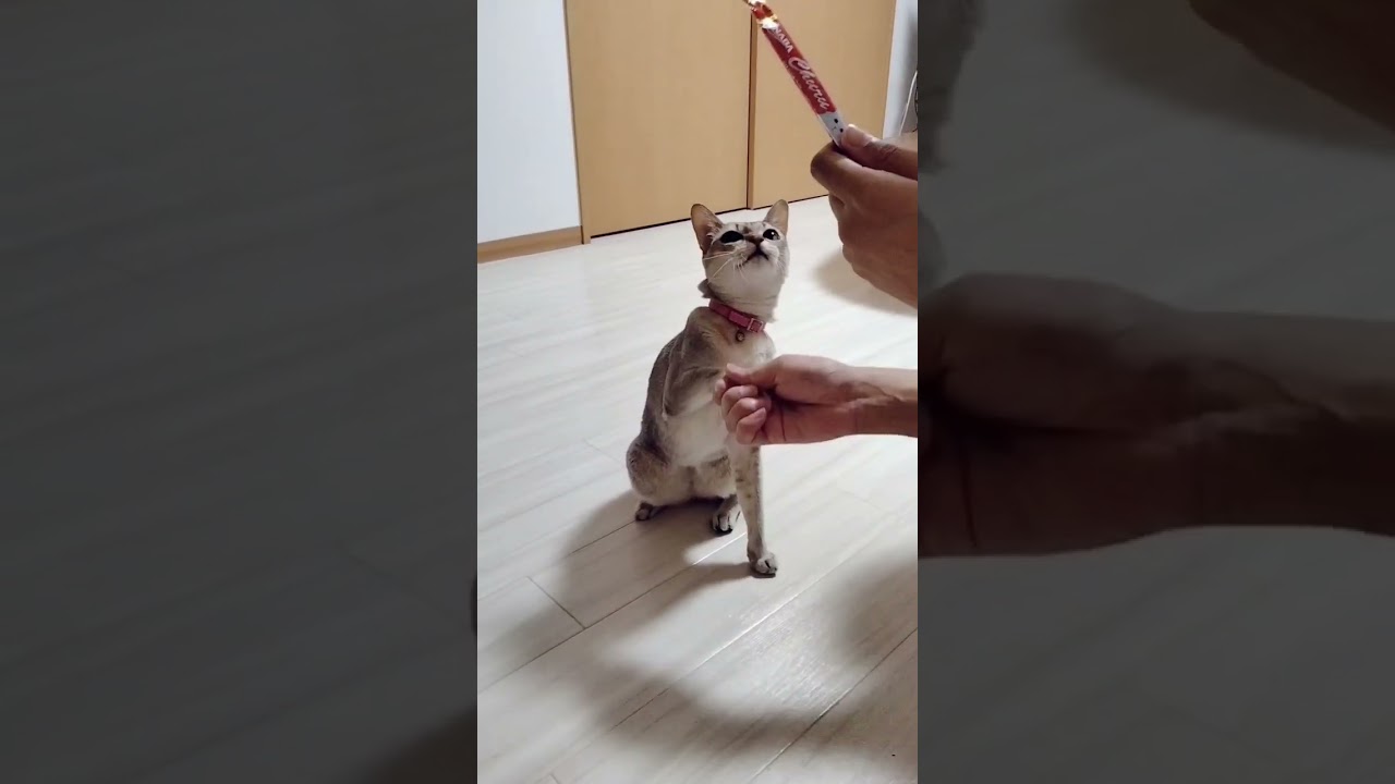 シンガプーラ猫だっておすわりお手ハイタッチもなんとかできる#シンガプーラ