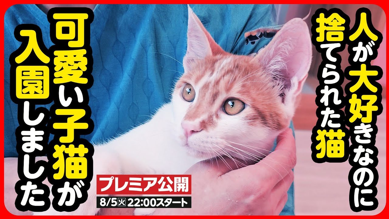 【子猫 保護】人が大好き！可愛い茶シロの子猫がご入園しました♪