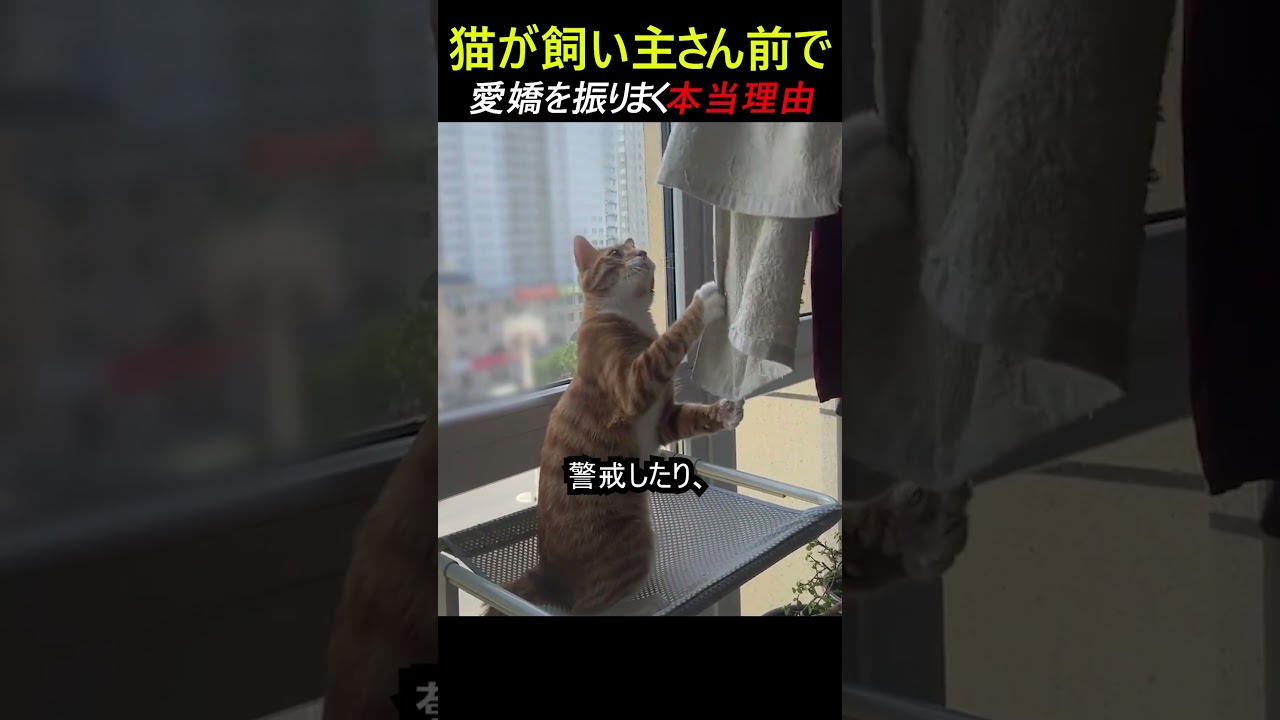 飼い主の前で愛嬌を振りまく猫