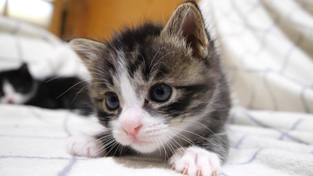 眠たくなった子猫たちがソファーで仲良く抱っこし合う？【赤ちゃん猫　保護猫】