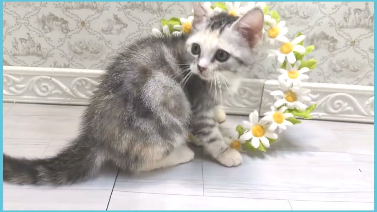 Coo&RIKU　No.00719438 アメリカンカール