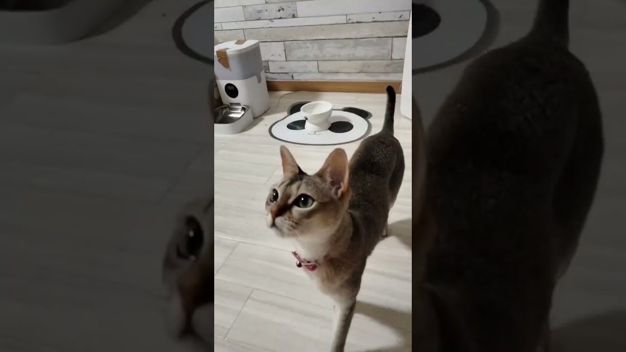 ウチのシンガプーラ猫はブロッコリーもそこそこ好きです。#ねこ動画