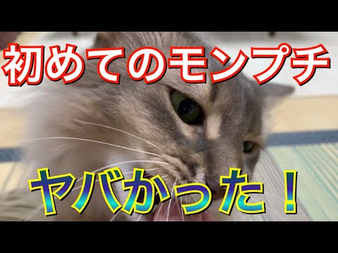 初めてのモンプチがヤバかった！！長毛種 ソマリ somali cat 猫 ネコ