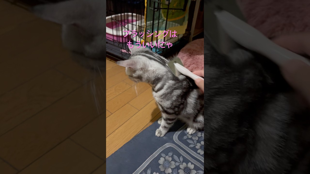 ブラッシングはもう終わりにゃ#アメショ#アメリカンショートヘア#猫の日常#子猫#cat#cats