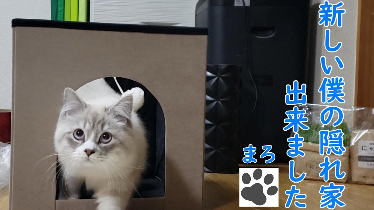 【ヒマラヤン子猫】おうちで静かに一人になれる隠れ家を購入して組み立てました