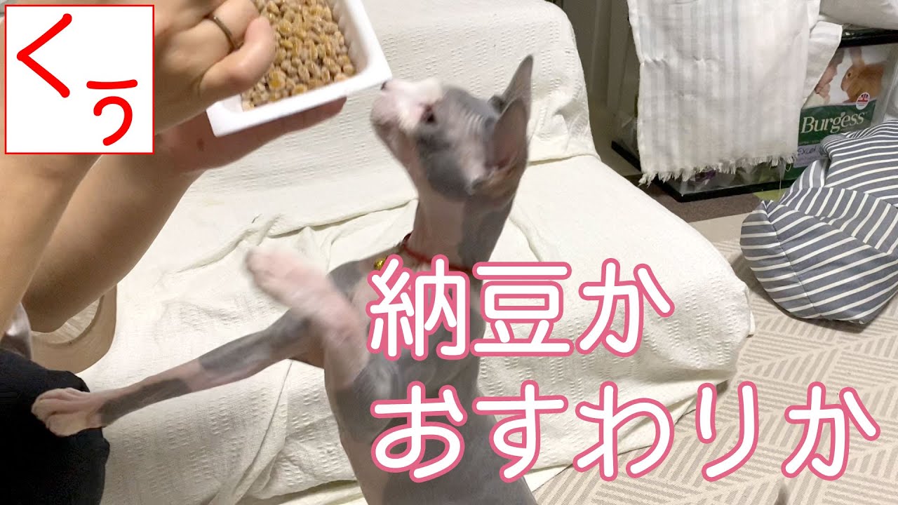 【第102話】納豆大好きな無毛猫スフィンクス、納豆の誘惑に負けず、おすわり・おまわりが果たして出来るのか！？くぅちゃん、がんばれ！がんばれ、くぅちゃん！