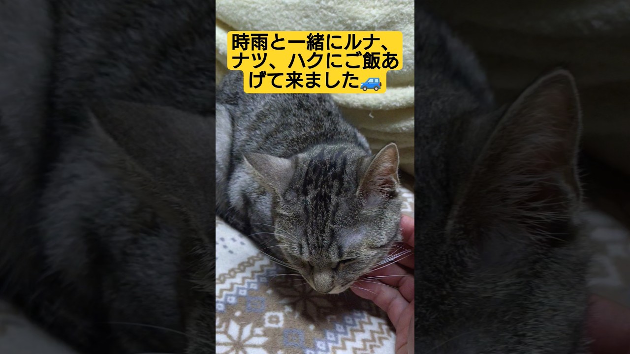 時雨と一緒にルナ、ナツ、ハクにご飯あげて帰宅しました#保護猫 #スフィンクス #時雨#のら猫 #cat