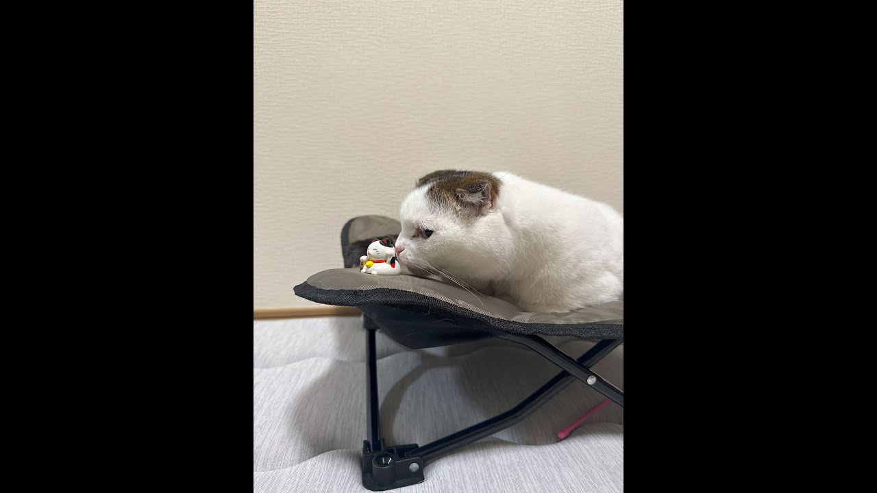 猫ライブ配信🐱かいちゃん🐱ハチワレ猫🐱2025000805at Live streaming #猫 #ねこ  #かいちゃん  #猫ライブ #live
