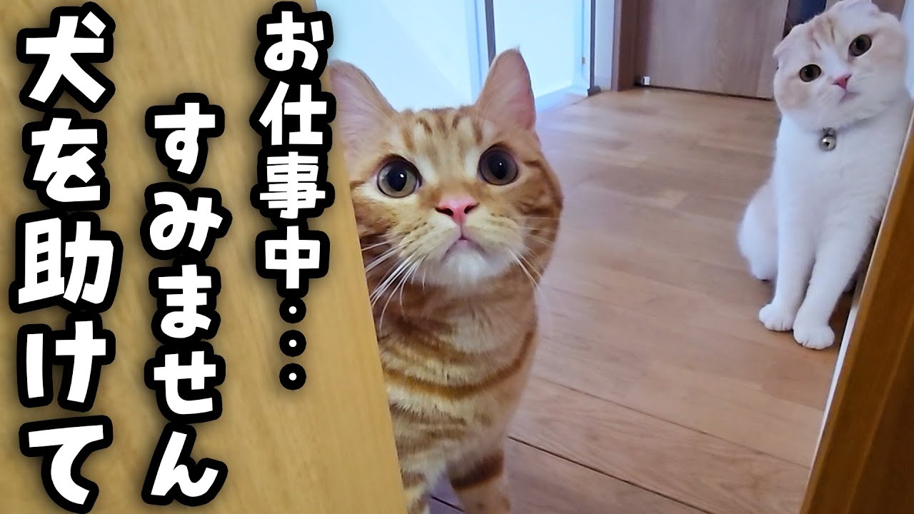 子猫と母猫が犬の異変に気づき知らせにきたのでついて行くと...