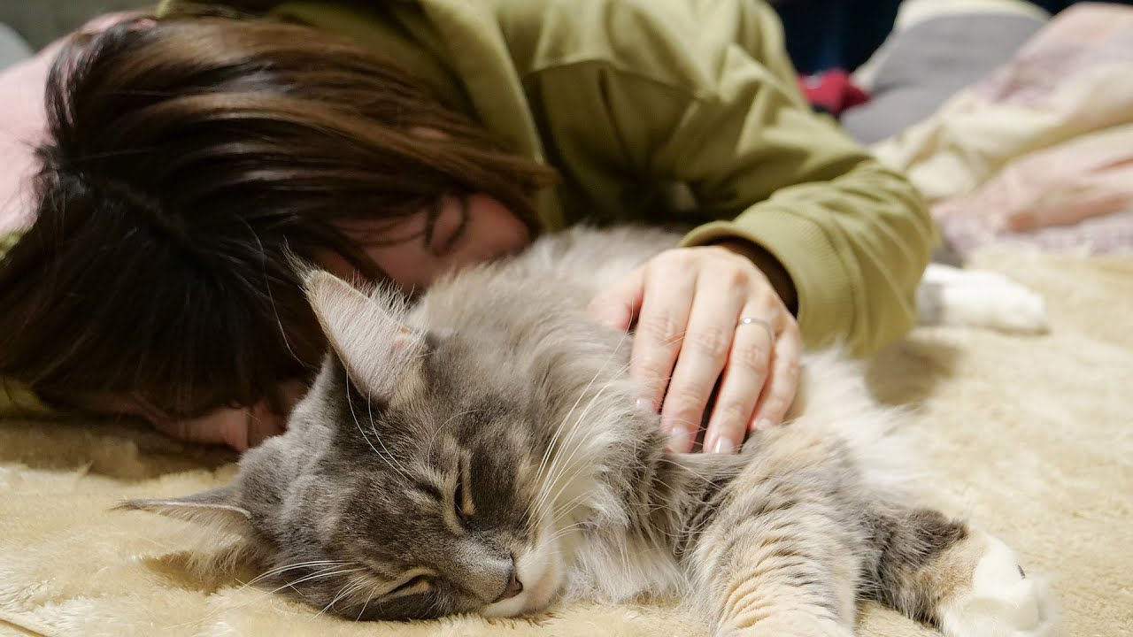 【猫と癒し】メインクーンをもふもふしているうちに…