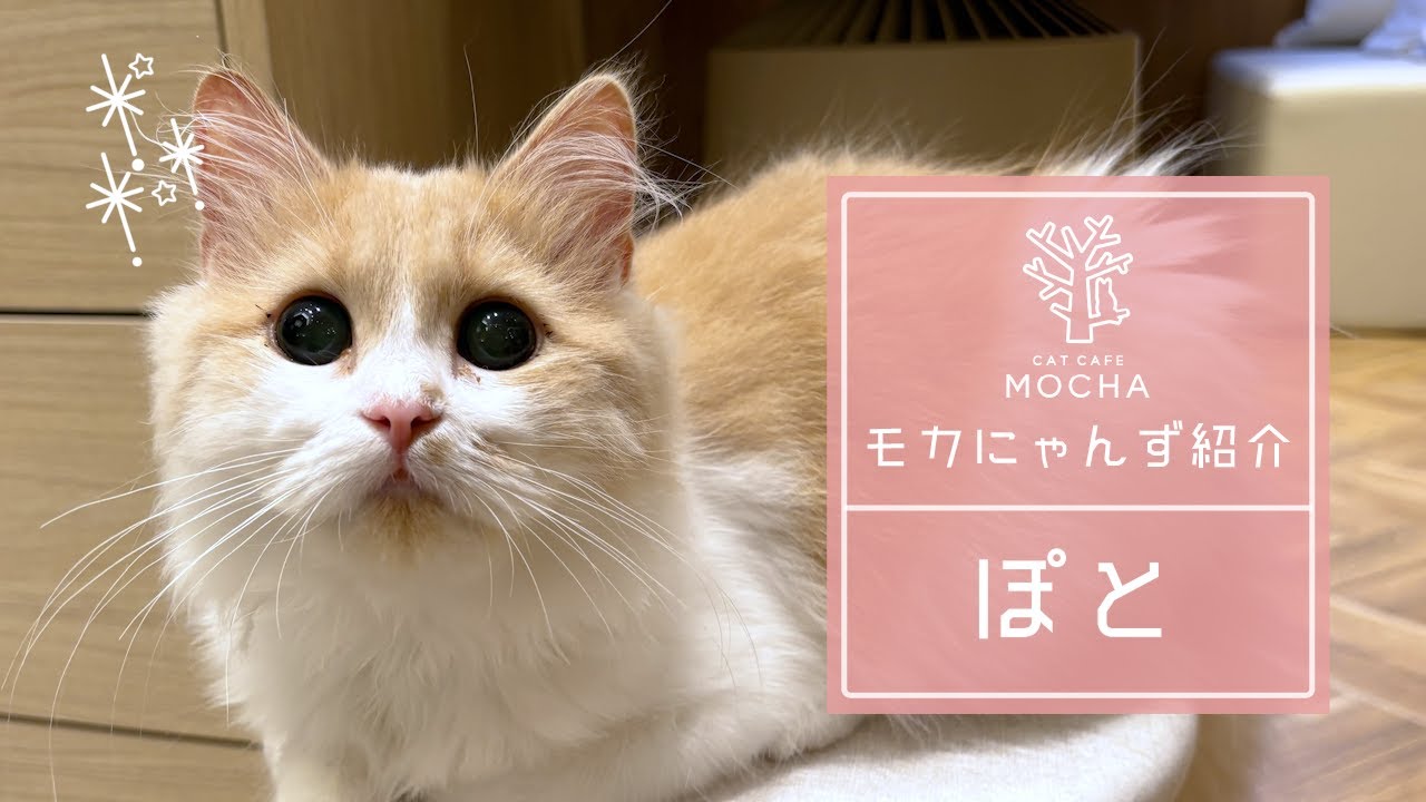 ぽと（ラガマフィン♀）名古屋みなと店