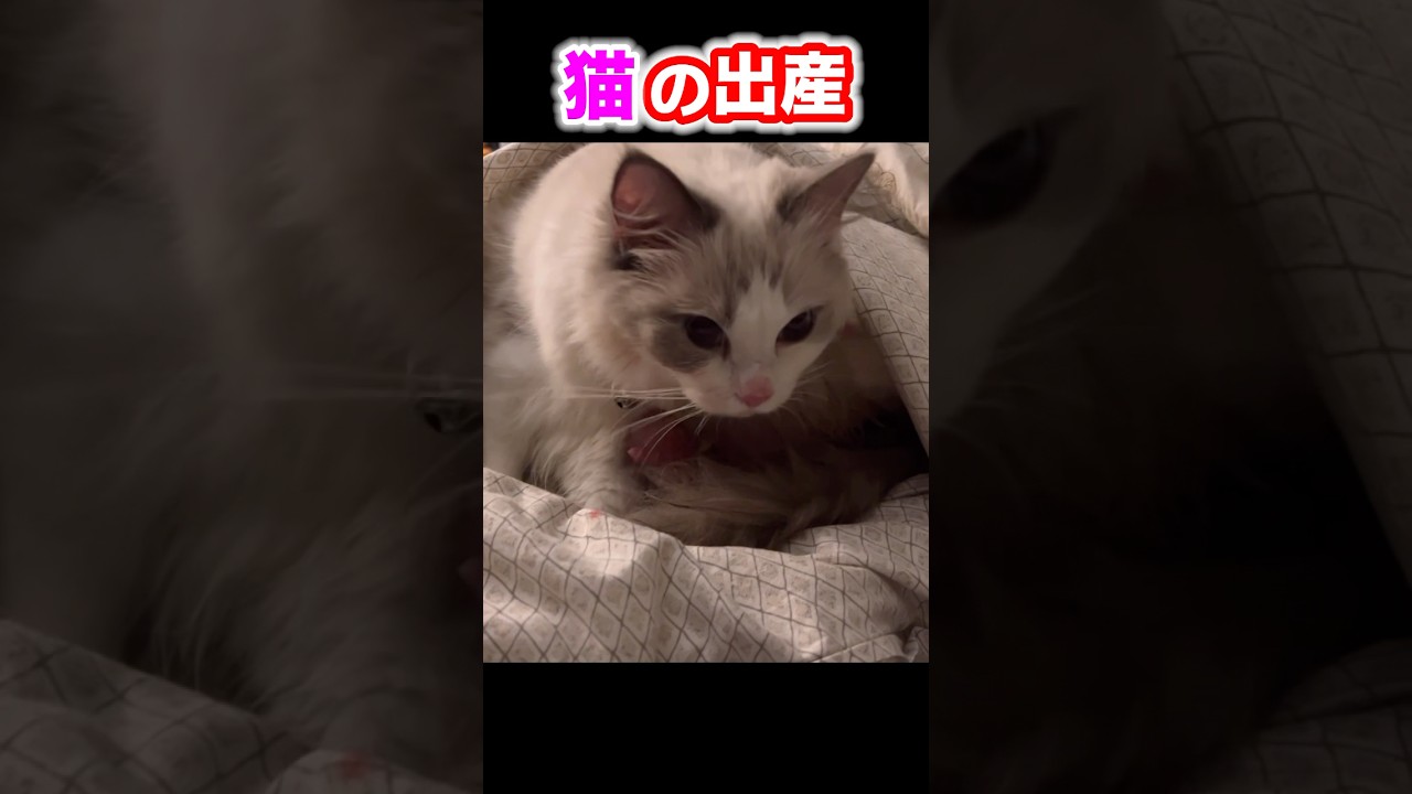 感動！猫の出産シーン #shorts #猫出産 #ラグドール
