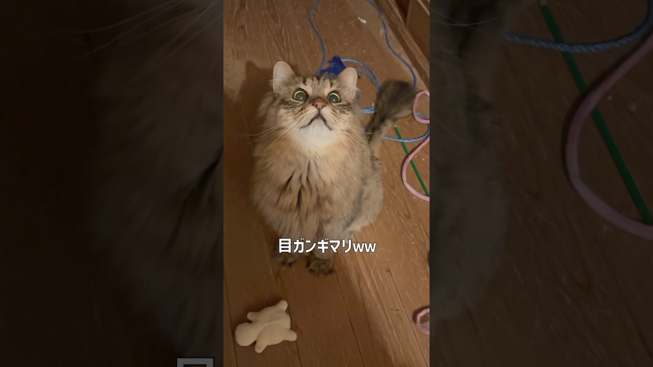 声変りし忘れたヤンキーにゃんこ【サイベリアン・小倉】 #shorts #サイベリアン #猫 #鳴き声