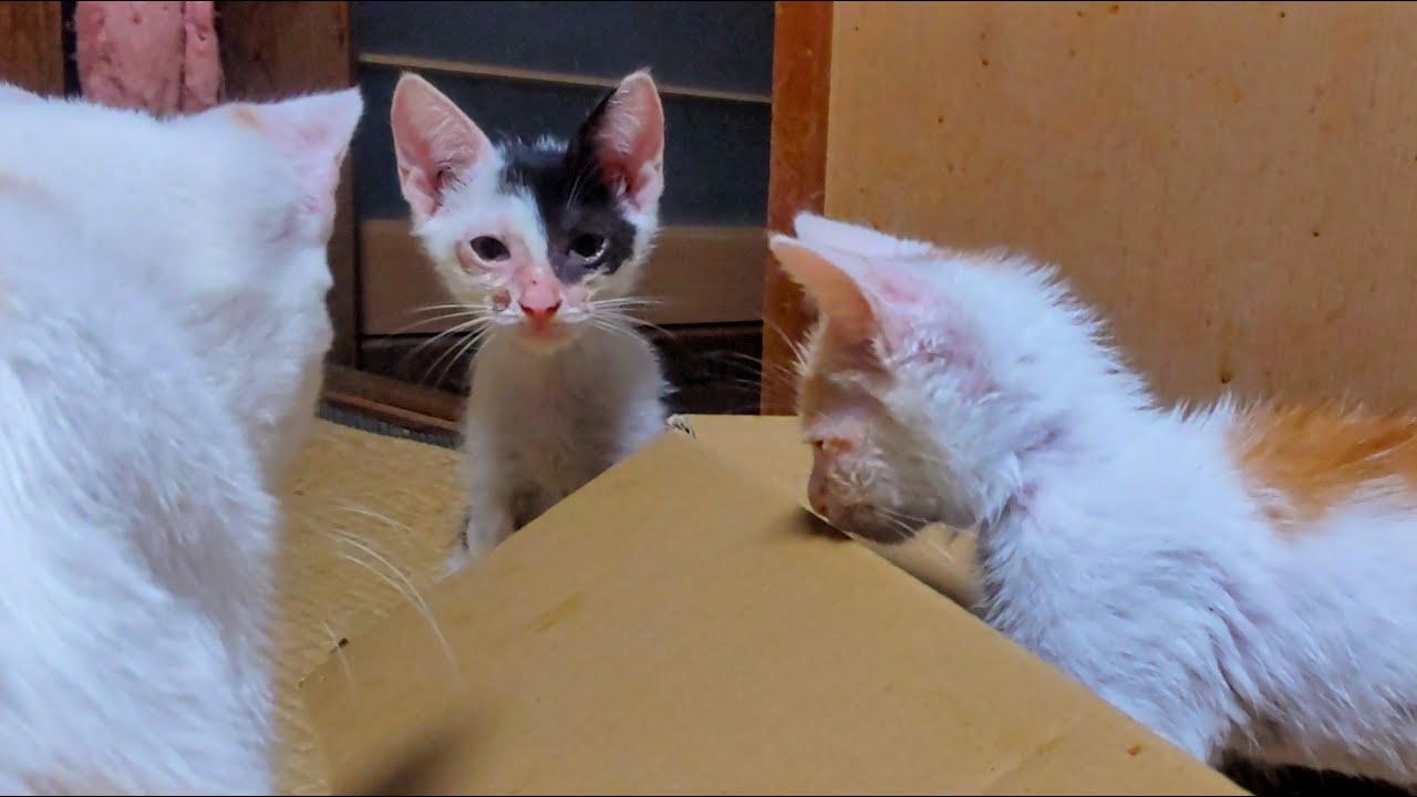 【朝活】おはよう！にゃんこ！おやすみ子猫たち！sleeping stream little kitten！20250804【live cat】1