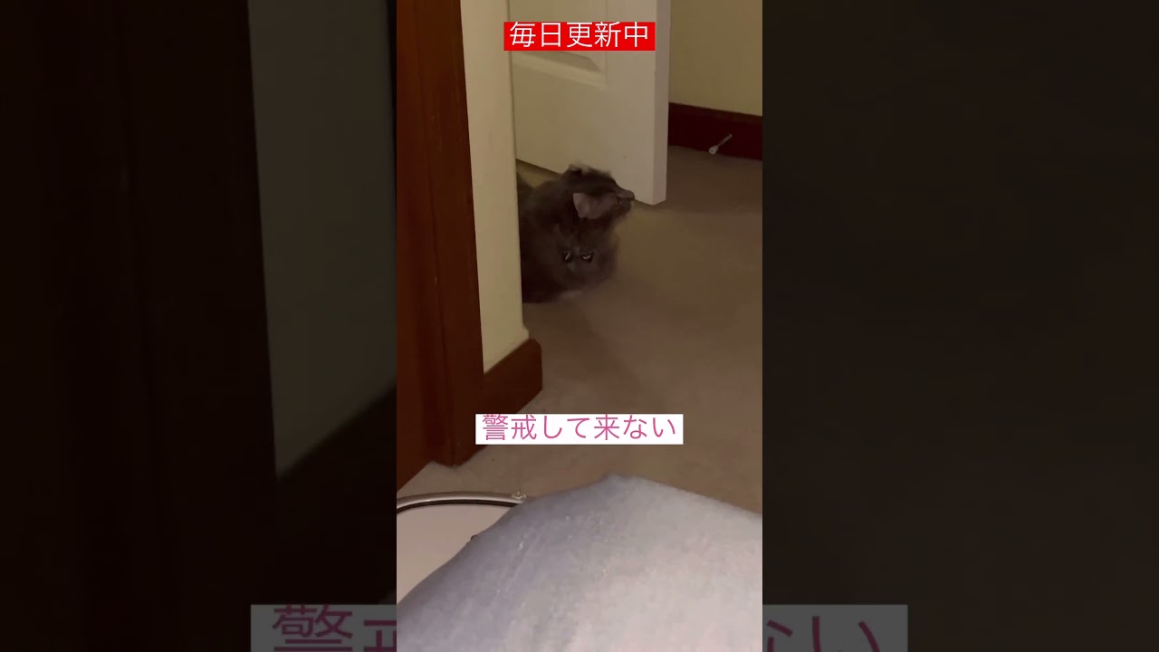 慎重に #ねこ動画 #アメリカンカール
