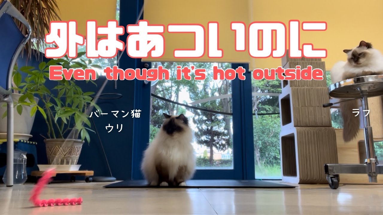 バーマン猫ラフとウリとガブ【外はあついのに】Even though it's hot outside（バーマン猫）Birman/Cat