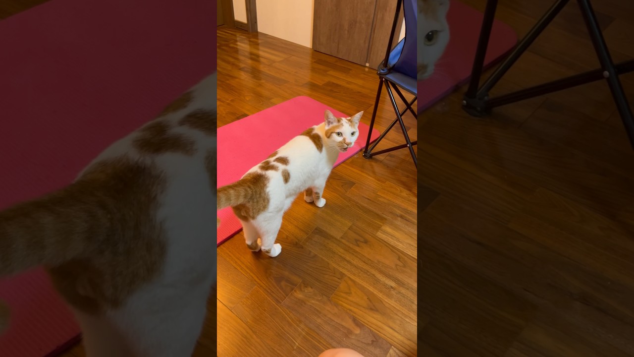 何かを訴えてくる猫#cat #日本猫 #保護猫