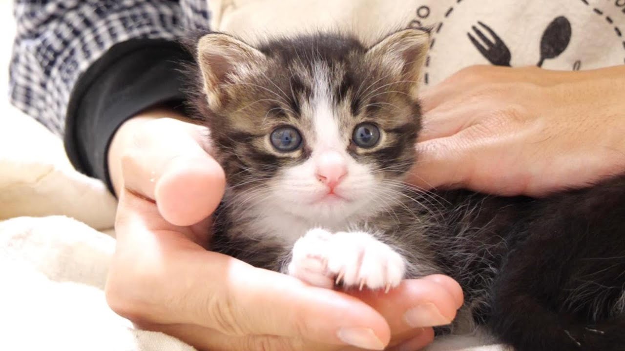 お膝を発見した子猫達が嬉しそうに鳴きながらちょこんと登りに来てくれました【赤ちゃん猫　保護猫】