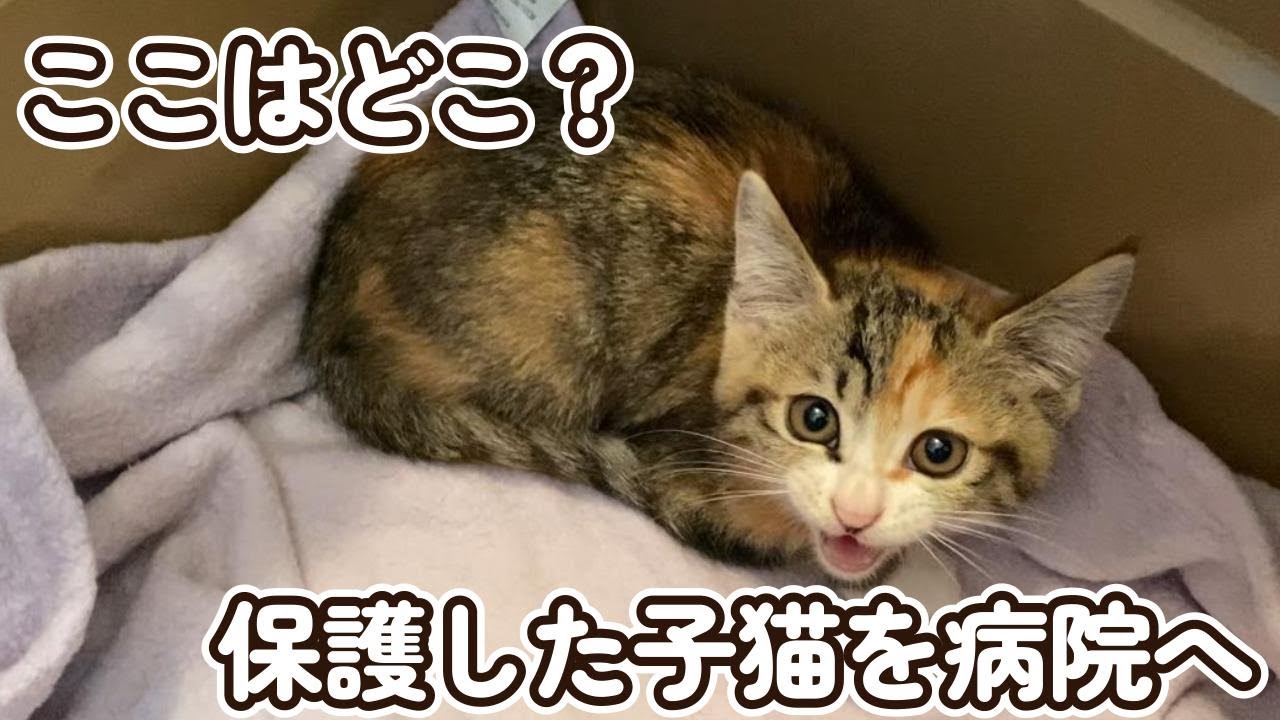隔離期間を終えた子猫を病院へ