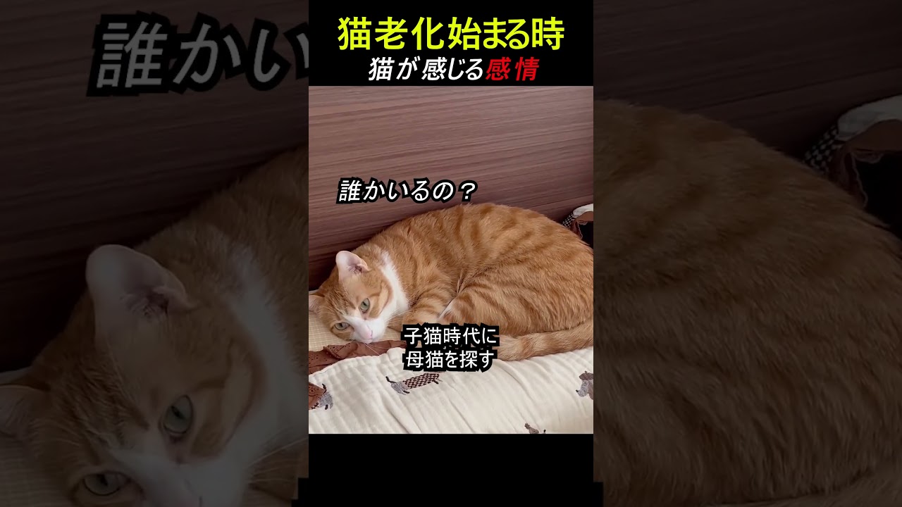 猫の老化が始まる時に感じる感情
