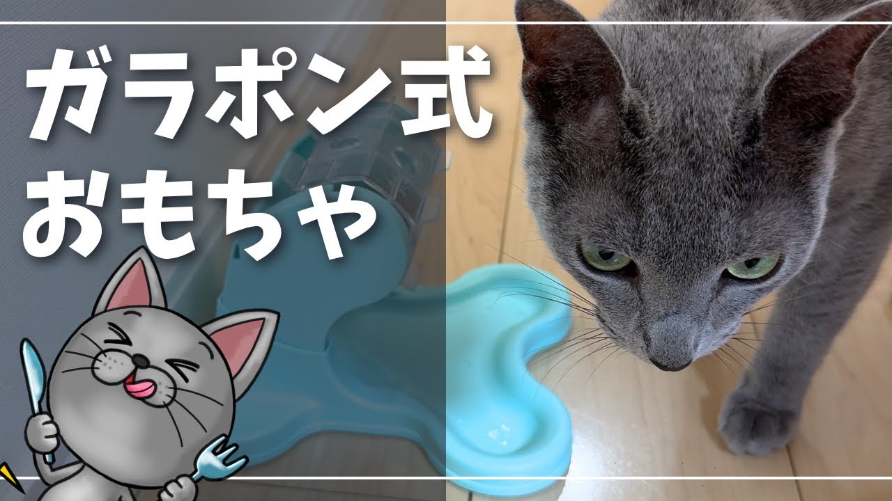 そうじゃないw手で回すんだ手で…【ロシアンブルー】猫