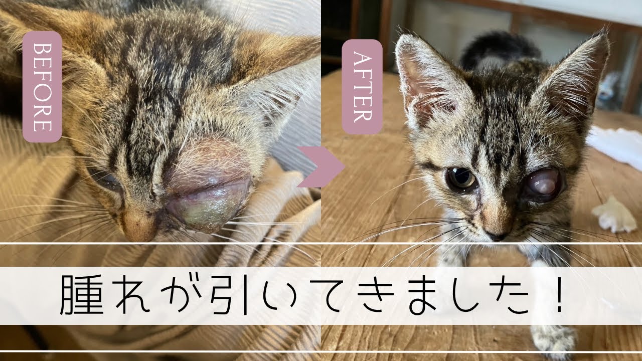 【子猫保護】眼球破裂の子猫が回復してきました